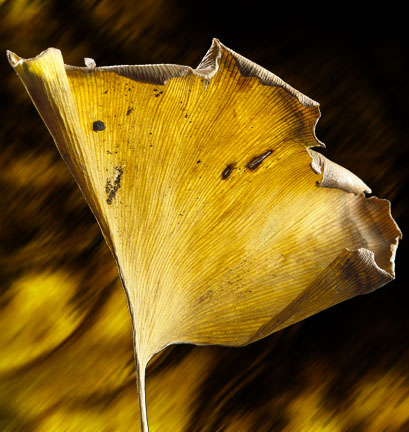Golden Gingko Leaf by Garry McMichael